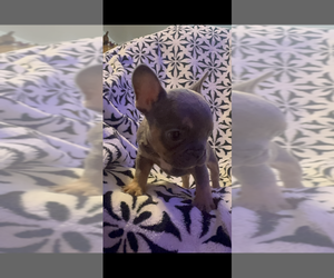 French Bulldog Puppy for sale in GERBER, CA, USA