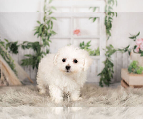 Medium Photo #5 Cavachon Puppy For Sale in WARSAW, IN, USA