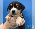 Small #2 Mutt