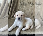 Small Photo #38 Labrador Retriever Puppy For Sale in MURRIETA, CA, USA