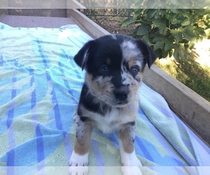 Alaskan Klee Kai-Miniature Australian Shepherd Mix Puppy for sale in GLENDALE, AZ, USA