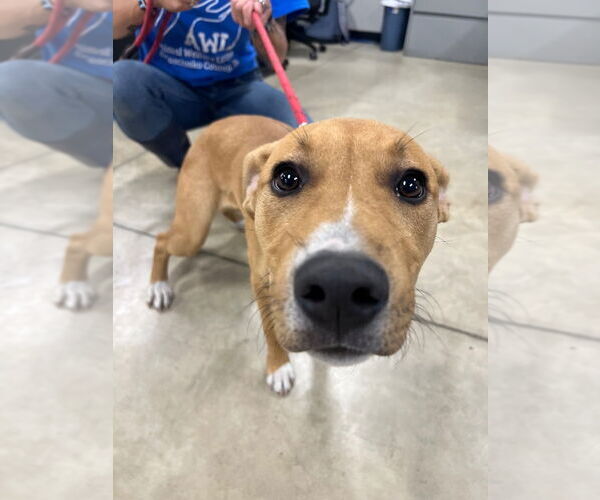 Medium Photo #4 Labrador Retriever-Unknown Mix Puppy For Sale in Pierceton , IN, USA