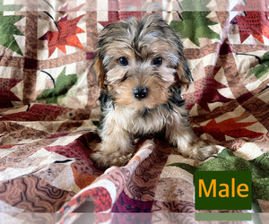 Yorkshire Terrier Puppy for sale in AMSTERDAM, MO, USA