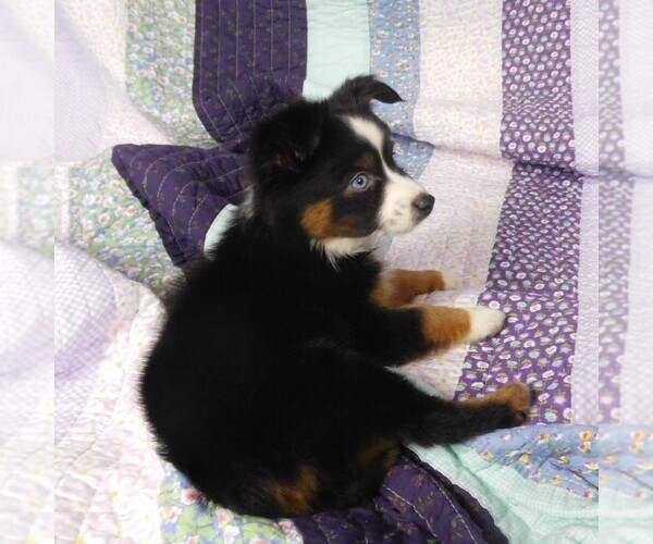 Medium Photo #2 Miniature Australian Shepherd Puppy For Sale in CINCINNATI, OH, USA
