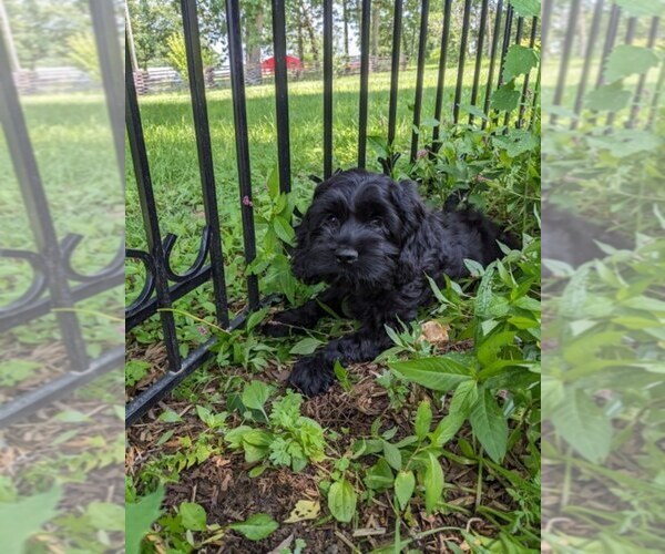 Medium Photo #41 Cock-A-Poo Puppy For Sale in SALEM, MO, USA