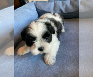 Mal-Shi Puppy for sale in SOUTH BEND, IN, USA