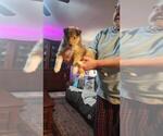 Puppy Eurwyn Collie