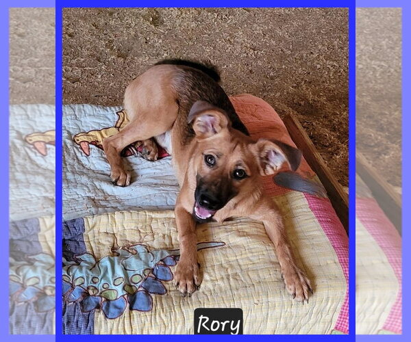 Medium Photo #2 Dachshund-Unknown Mix Puppy For Sale in Granbury, TX, USA