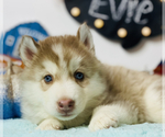 Small Photo #3 Siberian Husky Puppy For Sale in HESPERIA, CA, USA