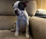 Puppy 0 Boston Terrier