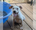 Small American Bulldog-Labrador Retriever Mix