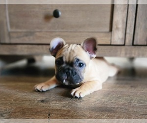 French Bulldog Litter for sale in CONCORDIA, KS, USA