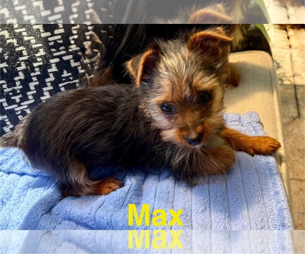 Medium Photo #4 Yorkshire Terrier Puppy For Sale in FAIR HAVEN, MI, USA