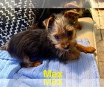 Small #3 Yorkshire Terrier