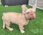 Small #5 French Bulldog