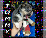 Small Photo #49 Pembroke Welsh Corgi Puppy For Sale in LOGAN, NM, USA