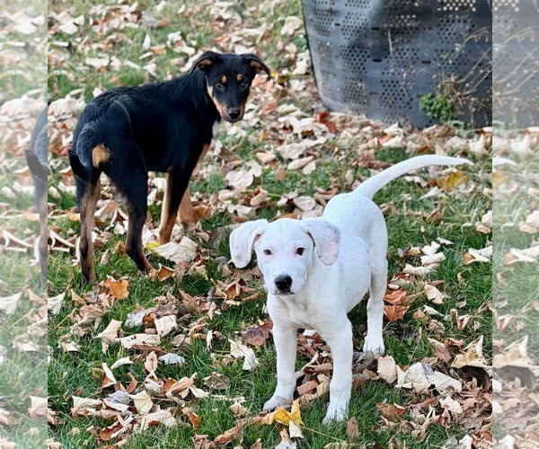 Medium Photo #6 American Pit Bull Terrier-Unknown Mix Puppy For Sale in Germantown, OH, USA