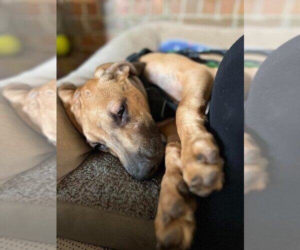 Medium Photo #12 Mutt Puppy For Sale in OKLAHOMA CITY, OK, USA