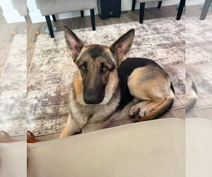 Freeman - Adopt Me! - Male German Shepherd Dog Dog for Adoption - Photo #2