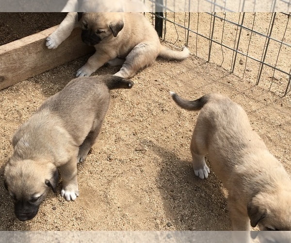Medium Photo #2 Anatolian Shepherd Puppy For Sale in HUBBARD, TX, USA