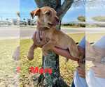 Small #11 Mutt