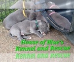 Small Photo #17 American Pit Bull Terrier Puppy For Sale in DELAWARE, OH, USA