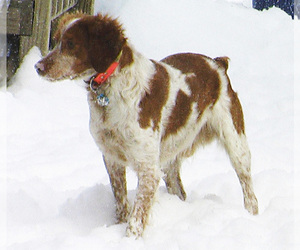 Brittany Puppy for sale in BLOSSBURG, PA, USA