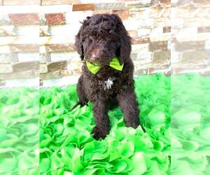 Poodle (Standard) Puppy for sale in KISSIMMEE, FL, USA