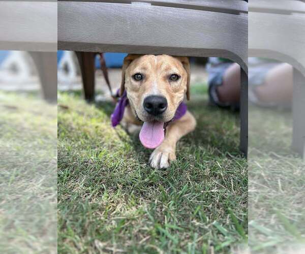 Medium Photo #2 Labrador Retriever-Unknown Mix Puppy For Sale in Evansville, IN, USA