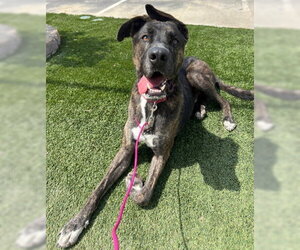 Homer - Male American Staffordshire Terrier-German Shepherd Dog Mix Dog for Adoption - Photo #5