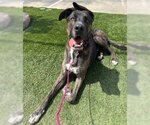 Small #4 American Staffordshire Terrier-German Shepherd Dog Mix