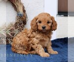 Small #1 Cavapoo (Miniature)