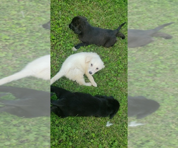 Medium Photo #9 Labrenees Puppy For Sale in CEDAR RAPIDS, IA, USA