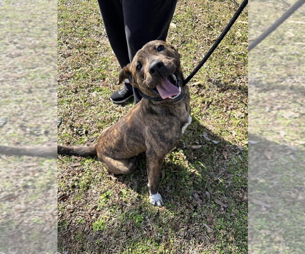 Medium Photo #1 Mutt Puppy For Sale in Wenonah, NJ, USA