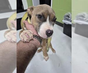 American Pit Bull Terrier Dogs for adoption in Temple, TX, USA