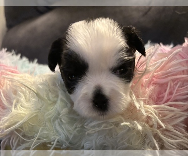 Medium Photo #4 Shih Tzu Puppy For Sale in BLUFFTON, SC, USA