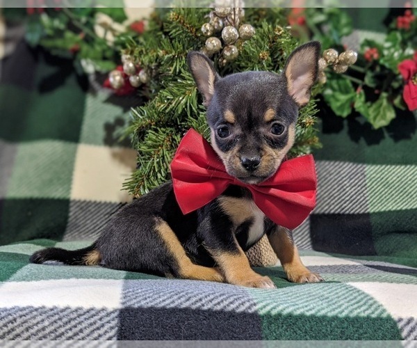 Medium Photo #1 Chihuahua Puppy For Sale in KIRKWOOD, PA, USA