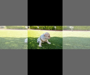French Bulldog Puppy for sale in PALMDALE, CA, USA