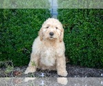 Puppy Caleb Goldendoodle (Miniature)