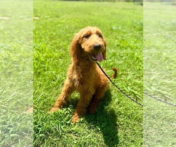 Medium Photo #3 Goldendoodle Puppy For Sale in Pacolet, SC, USA