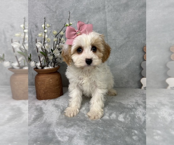 Medium Photo #4 Cavapoo (Standard) Puppy For Sale in GREENFIELD, IN, USA