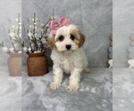 Small #3 Cavapoo (Standard)