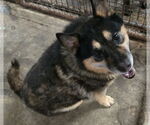 Small Mutt