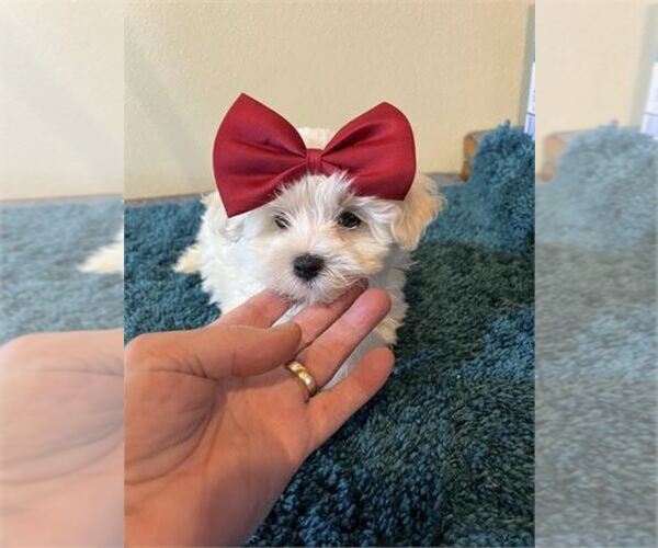 Medium Photo #4 Maltese Puppy For Sale in PEMBROKE PINES, FL, USA