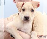Small #2 Labrador Retriever Mix