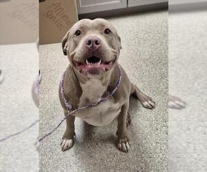 Mutt Dogs for adoption in Lodi, CA, USA