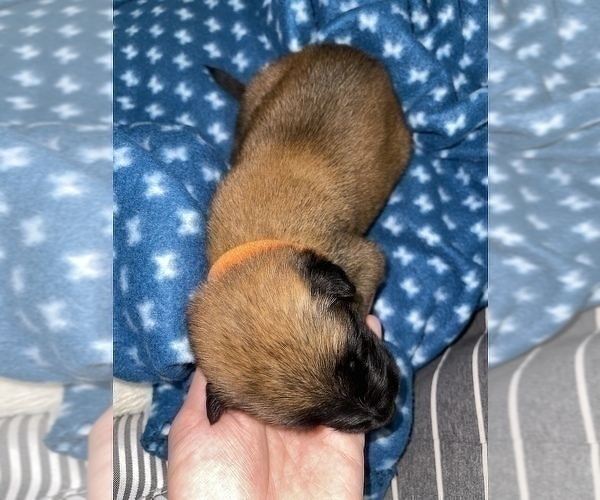 Medium Photo #178 Belgian Malinois Puppy For Sale in REESEVILLE, WI, USA