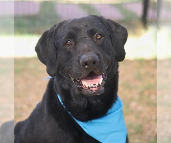 Medium Photo #1 Labrador Retriever Puppy For Sale in San Antonio, TX, USA
