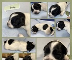 Small Photo #3 Zuchon Puppy For Sale in HOHENWALD, TN, USA