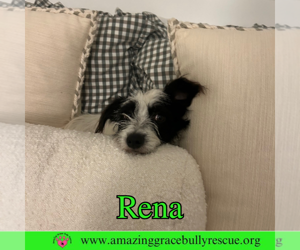 Medium Photo #4 Mutt Puppy For Sale in Pensacola, FL, USA